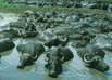 Buffalo reserve at Kis-Balaton