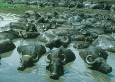 Buffalo reserve at Kis-Balaton