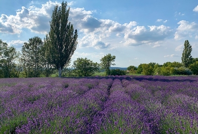 Tihany
