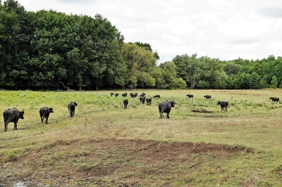 Buffalo at the Kis-Balaton reserve