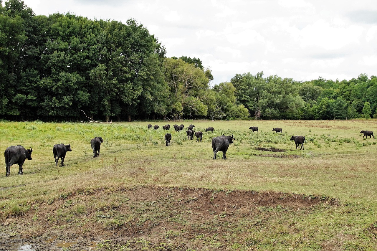 Buffalo at the Kis-Balaton reserve