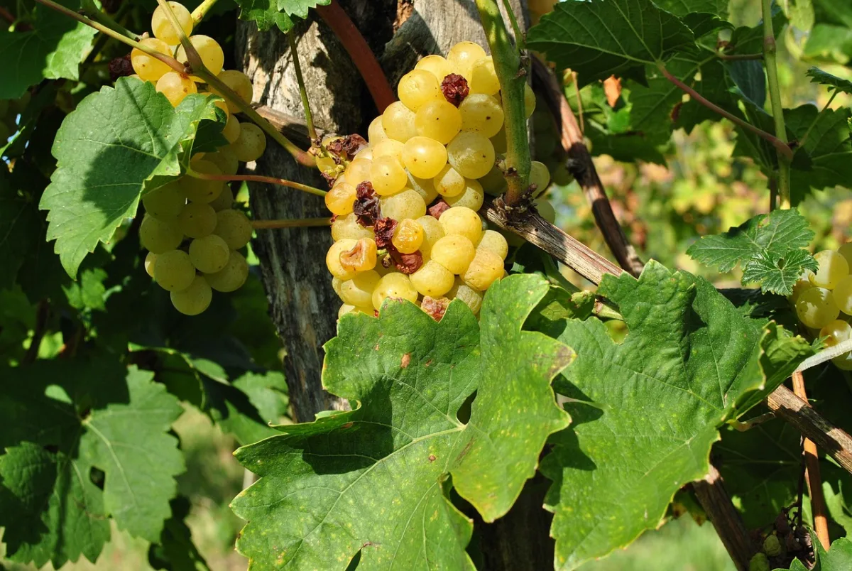 Wine production at Lake Balaton